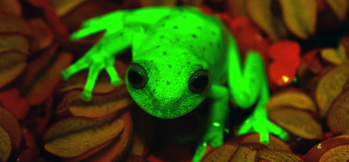 Biology â€“  Polka-dot Tree Frog