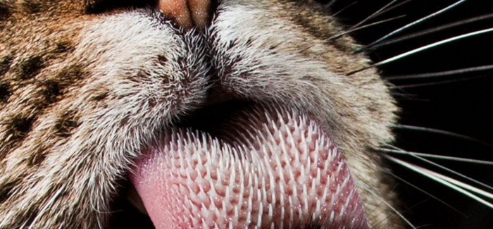 Biology â€“  Cat Tongue